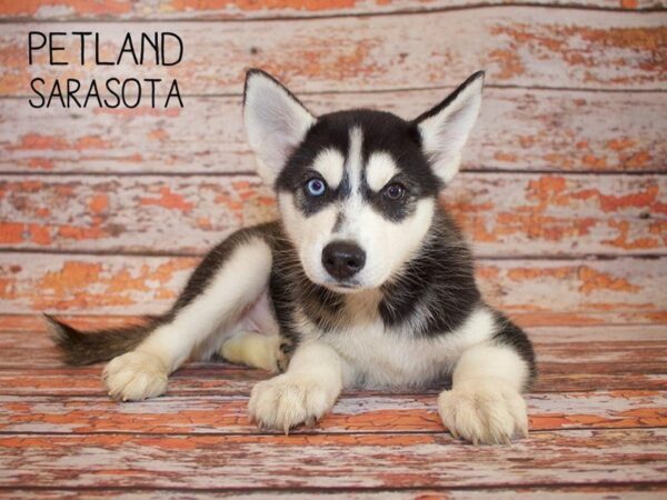 Siberian Husky-DOG-Male-Black & White-24968-Dream Tails Sarasota, Florida