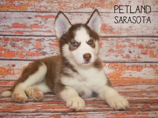 Siberian Husky-DOG-Female-Red-24967-Dream Tails Sarasota, Florida