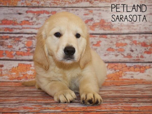 Golden Retriever-DOG-Male-Golden-24966-Dream Tails Sarasota, Florida
