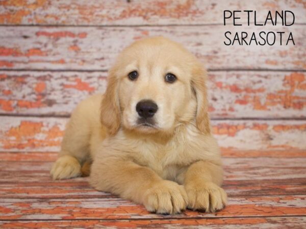 Golden Retriever-DOG-Female-Golden-24965-Dream Tails Sarasota, Florida