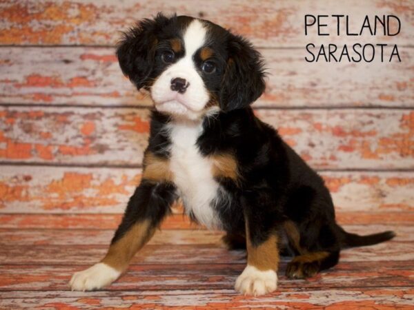 Miniature Bernese Mountain Dog-DOG-Male-Tri-24964-Dream Tails Sarasota, Florida
