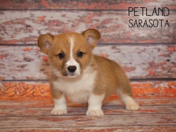 Pembroke Welsh Corgi-DOG-Female-SABLE-25002-Dream Tails Sarasota, Florida