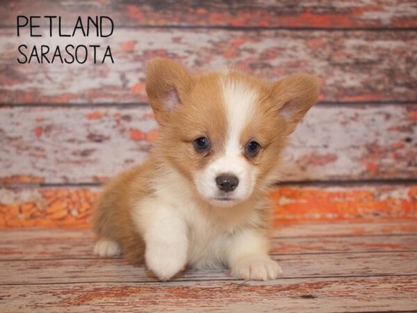 Pembroke Welsh Corgi-DOG-Male-SABLE-25001-Dream Tails Sarasota, Florida