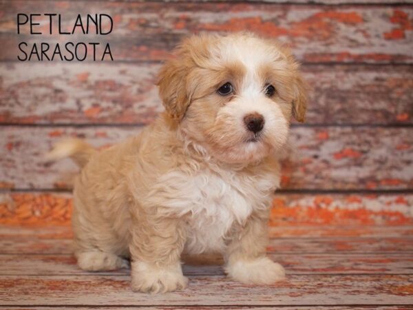 Teddy Bear-DOG-Male-CREAM WHITE-25000-Dream Tails Sarasota, Florida