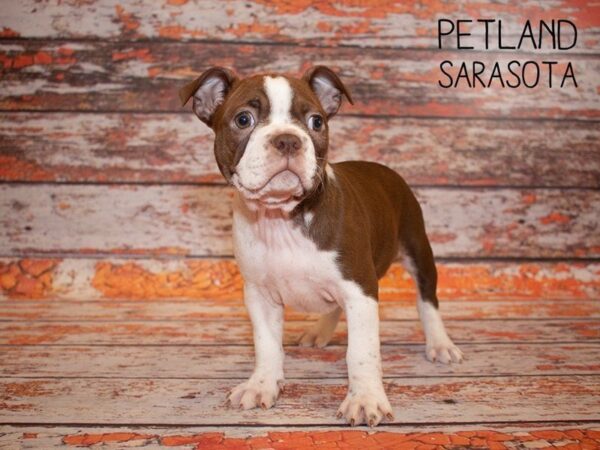 Boston Terrier-DOG-Female-BROWN WHITE-24999-Dream Tails Sarasota, Florida