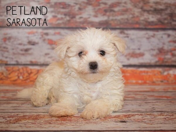 Maltese-DOG-Male-WHITE-24998-Dream Tails Sarasota, Florida