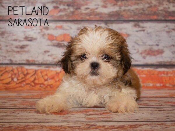 Shih Tzu-DOG-Female-brown wh-24997-Dream Tails Sarasota, Florida