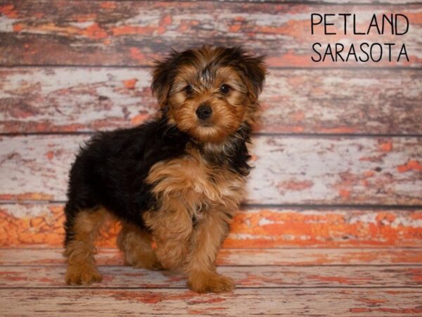 Yorkshire Terrier-DOG-Female-Black Tan-24996-Dream Tails Sarasota, Florida