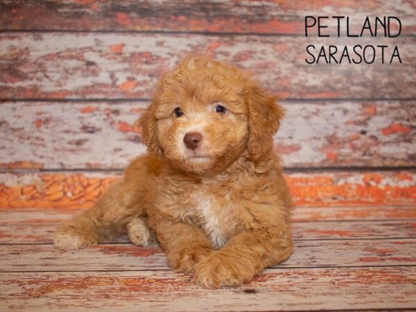 Cocker Spaniel-DOG-Female-CHOCOLATE MERLE-24995-Dream Tails Sarasota, Florida