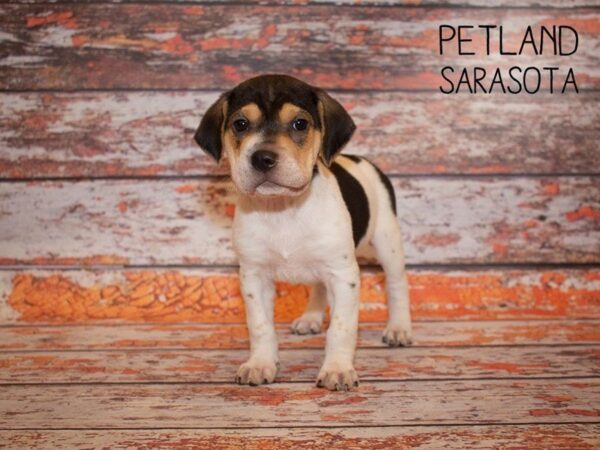 Walrus-DOG-Female-Red Tri-24991-Dream Tails Sarasota, Florida