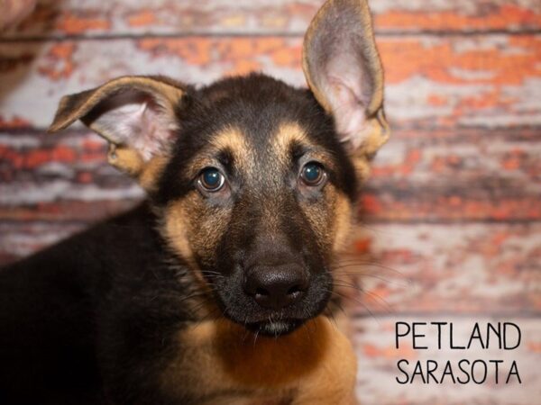 German Shepherd-DOG-Male-Black and Tan-24990-Dream Tails Sarasota, Florida