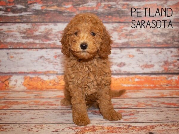 F2 MINI GOLDENDOODLE-DOG-Male-Golden-24989-Dream Tails Sarasota, Florida