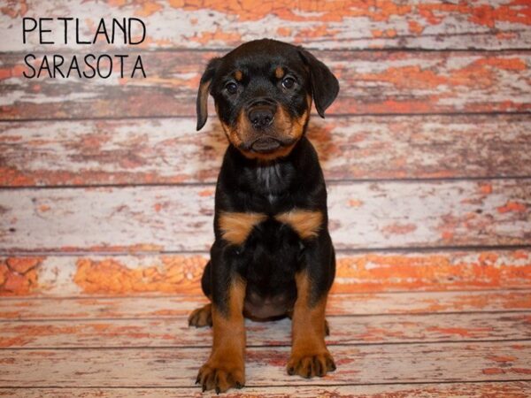 Rottweiler-DOG-Female-Black and Tan-24987-Dream Tails Sarasota, Florida