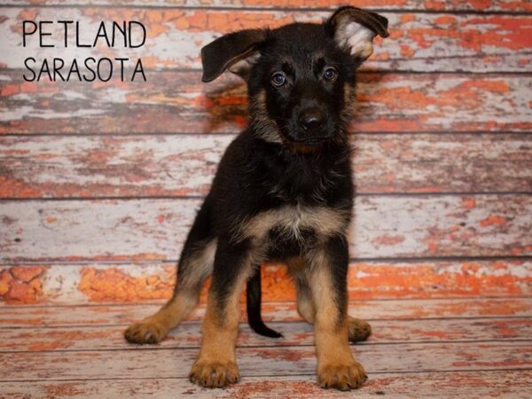 German Shepherd-DOG-Male-Black and Tan-24986-Dream Tails Sarasota, Florida
