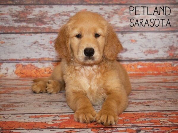 Golden Retriever-DOG-Male-Golden-24985-Dream Tails Sarasota, Florida