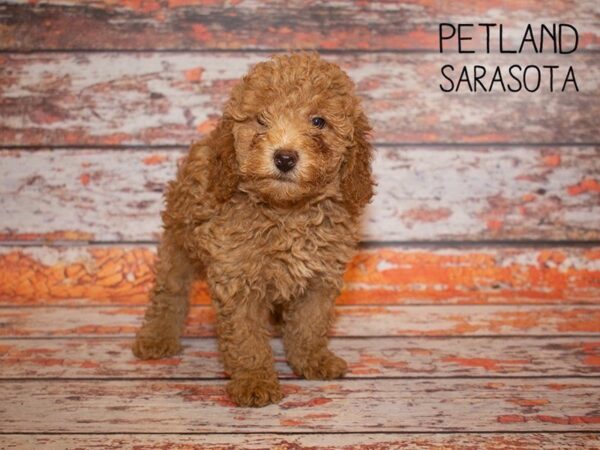 F2 MINI GOLDENDOODLE-DOG-Female-Golden-24988-Dream Tails Sarasota, Florida