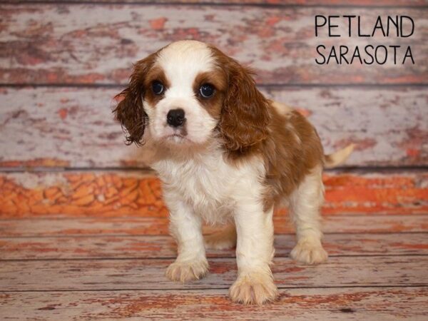 Cavalier King Charles Spaniel-DOG-Male-BLENHEIM-24993-Dream Tails Sarasota, Florida