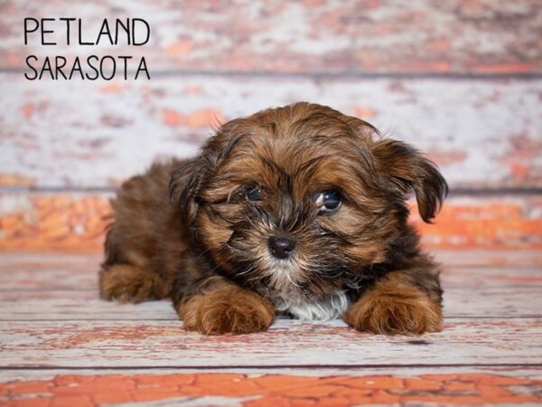 Poochon-DOG-Male-RED-24994-Dream Tails Sarasota, Florida