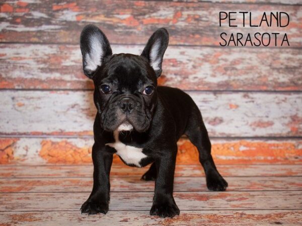 French Bulldog-DOG-Male--25003-Dream Tails Sarasota, Florida