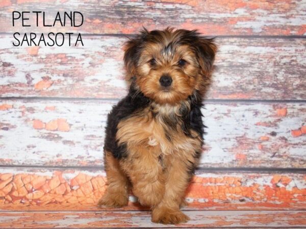 Shorkie-DOG-Female-RUSTIC TAN-24992-Dream Tails Sarasota, Florida