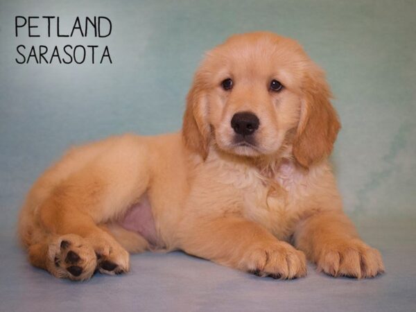 Golden Retriever-DOG-Female-Golden-25004-Dream Tails Sarasota, Florida