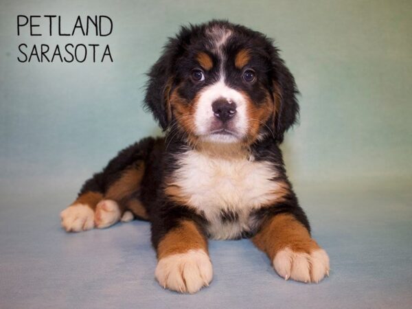 Bernese Mountain Dog-DOG-Female-Tri Color-25006-Dream Tails Sarasota, Florida