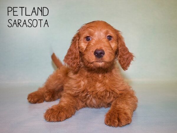 Goldendoodle-DOG-Male-Golden-25007-Dream Tails Sarasota, Florida