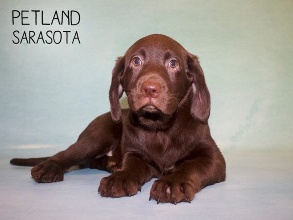 Labrador Retriever-DOG-Female-Chocolate-25009-Dream Tails Sarasota, Florida
