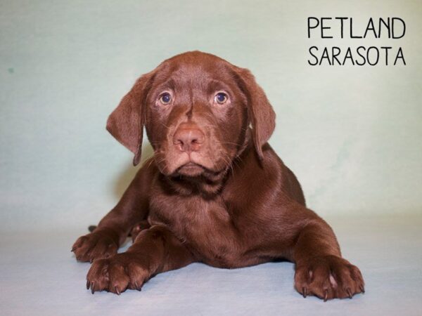 Labrador Retriever-DOG-Male-Chocolate-25010-Dream Tails Sarasota, Florida