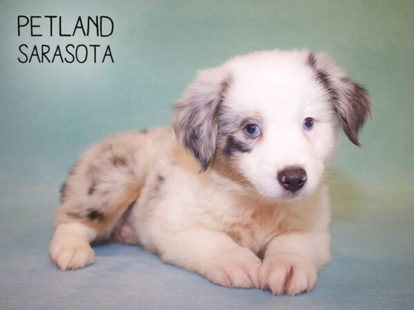 Miniature Australian Shepherd-DOG-Female-Blue Merle-25011-Dream Tails Sarasota, Florida