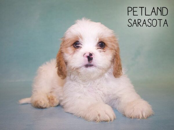 Cava Tzu-DOG-Female-brown white-25012-Dream Tails Sarasota, Florida