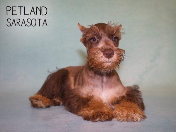 Miniature Schnauzer-DOG-Male-CHOCOLATE LIVER-25013-Dream Tails Sarasota, Florida
