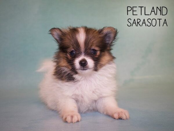 Pomeranian-DOG-Female-BROWN WHITE-25014-Dream Tails Sarasota, Florida