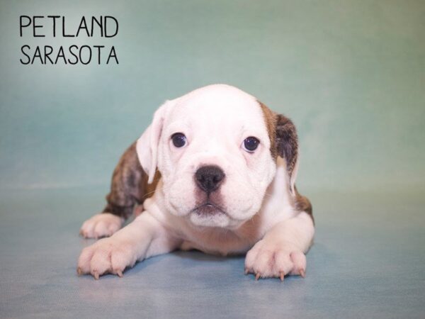 7/8 English Bulldog-DOG-Female-BRNDLE WHITE-25015-Dream Tails Sarasota, Florida