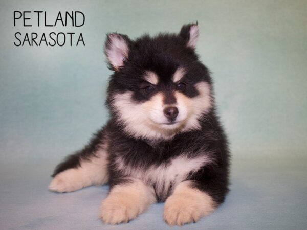 Pomsky-DOG-Male-black wh-25016-Dream Tails Sarasota, Florida