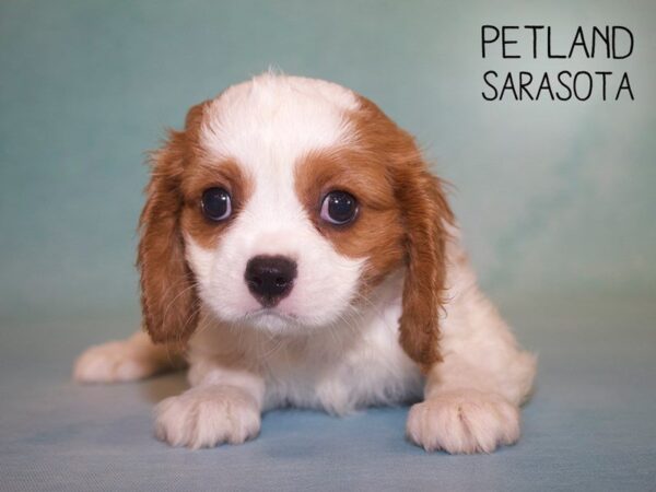 Cavalier King Charles Spaniel-DOG-Male-Blenheim-25017-Dream Tails Sarasota, Florida