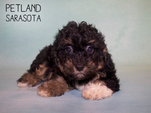 Havachon-DOG-Female-black tan-25018-Dream Tails Sarasota, Florida