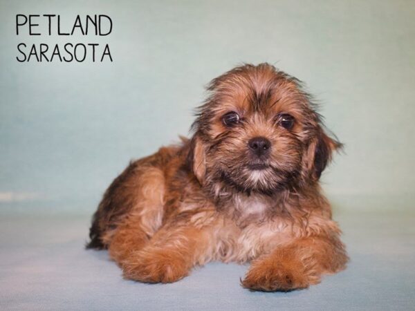 Yochon-DOG-Male-biege-25020-Dream Tails Sarasota, Florida