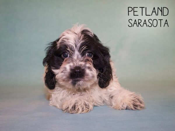 Cock A Poo-DOG-Female-BLK WHT-25022-Dream Tails Sarasota, Florida