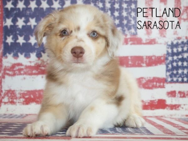 Australian Shepherd-DOG-Male-Red merle-25023-Dream Tails Sarasota, Florida