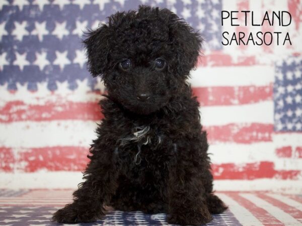 Miniature Poodle-DOG-Female-BLACK-25024-Dream Tails Sarasota, Florida
