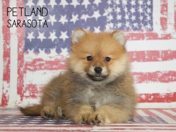 Pomeranian-DOG-Male-SABLE-25025-Dream Tails Sarasota, Florida