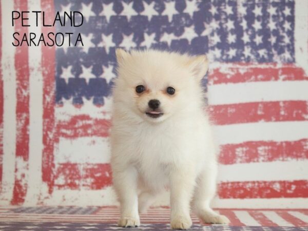 Pomeranian-DOG-Female-CREAM-25026-Dream Tails Sarasota, Florida