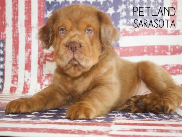 Miniature Hippo-DOG-Male-Choc merle-25027-Dream Tails Sarasota, Florida