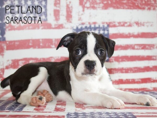 Boston Terrier-DOG-Male-BLK WHT-25028-Dream Tails Sarasota, Florida