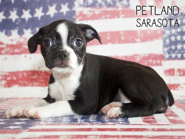 Boston Terrier-DOG-Female-BLK WHT-25029-Dream Tails Sarasota, Florida