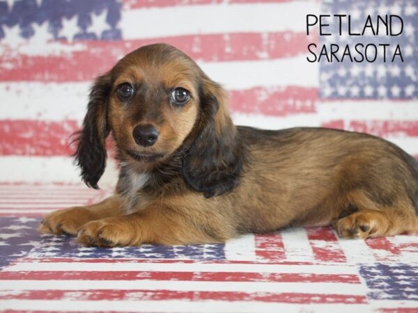 Dachshund-DOG-Female-Charcoal-25030-Dream Tails Sarasota, Florida