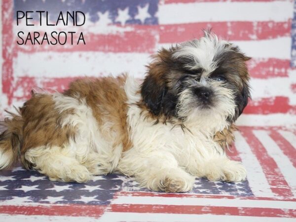 Shih Tzu-DOG-Female-BROWN WHITE-25033-Dream Tails Sarasota, Florida