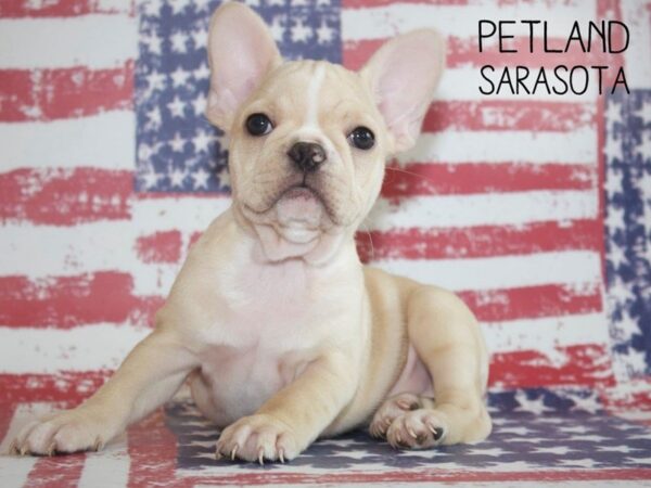 French Bulldog-DOG-Female-White-25057-Dream Tails Sarasota, Florida