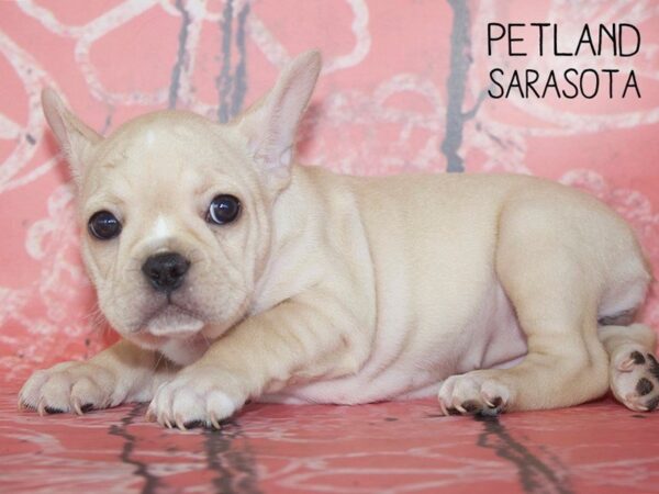 French Bulldog-DOG-Female-White-25056-Dream Tails Sarasota, Florida